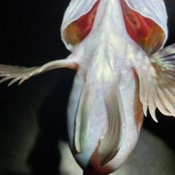 寒波後のガシラ