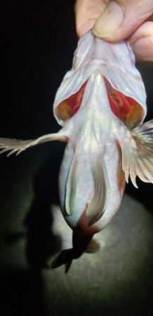 寒波後のガシラ