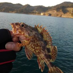 フロートゲーム