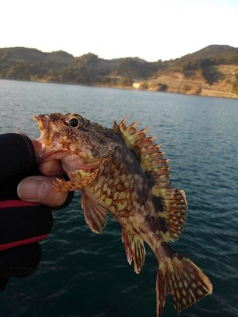 フロートゲーム