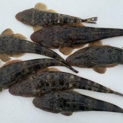 TOPGUN名古屋 釣果