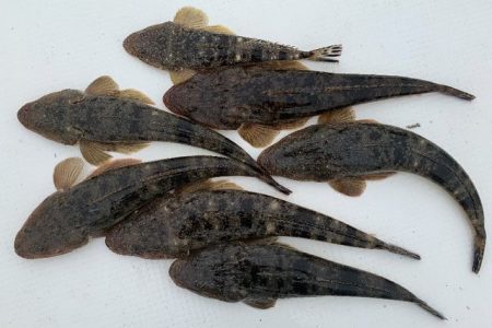 TOPGUN名古屋 釣果