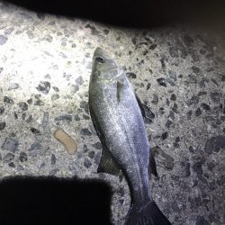 ショアジギングで青物。アジングでアジ