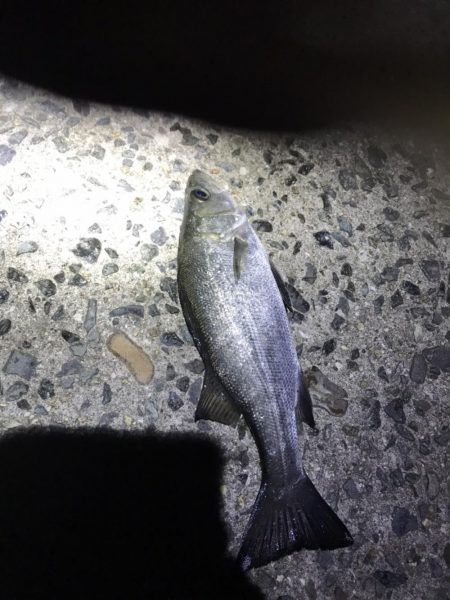 ショアジギングで青物。アジングでアジ