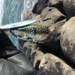 地磯ヒラセイゴ