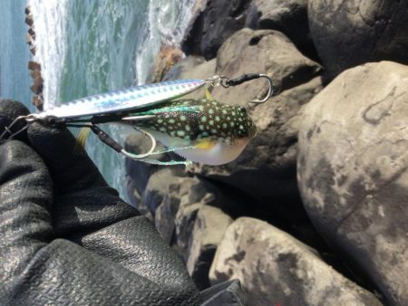 地磯ヒラセイゴ