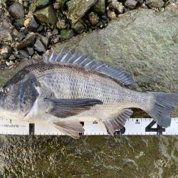 イチノ兄弟、釣果!