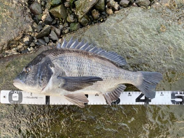 イチノ兄弟、釣果!