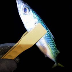 サイズが出ないなあ