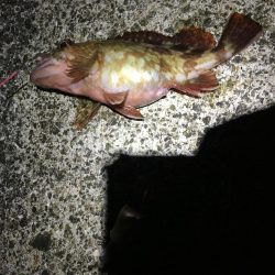 ガシラ良型連発