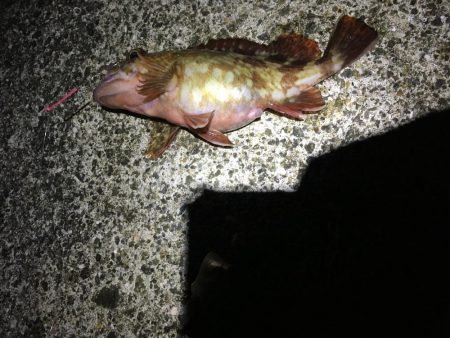 ガシラ良型連発