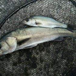 半誘導沈め釣りに挑戦