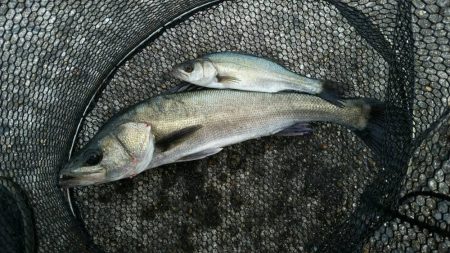 半誘導沈め釣りに挑戦