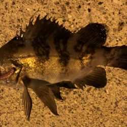 初釣　メバルおったよ