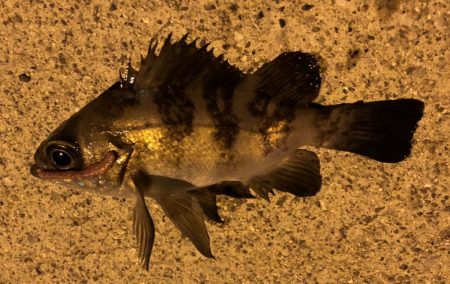 初釣　メバルおったよ