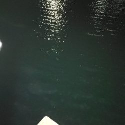 太刀魚に始まりガシラに終わる