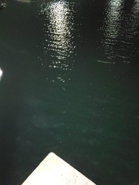 太刀魚に始まりガシラに終わる