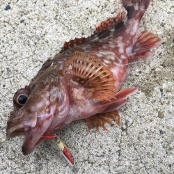 2021の初ライドオン！！