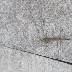 正月から投げ釣り