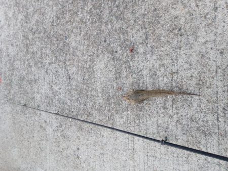 正月から投げ釣り