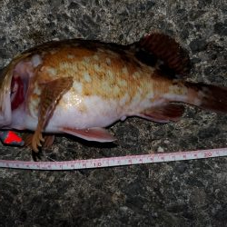 尺ガシラで年始め