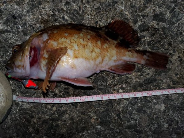 尺ガシラで年始め