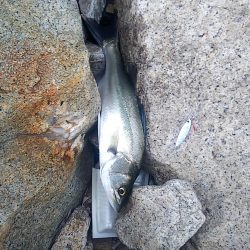 シーバスとタチウオ