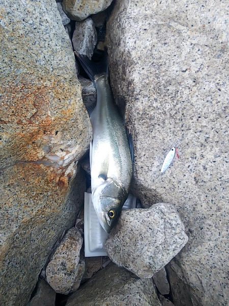 シーバスとタチウオ