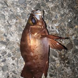 アジング～ガシリング～メバリング