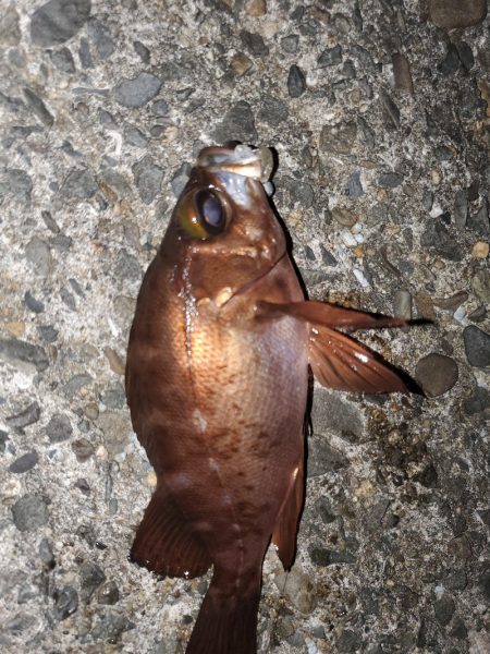 アジング～ガシリング～メバリング