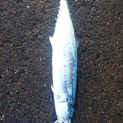 出勤前の釣り