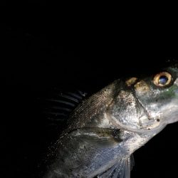 アジングのはずが…