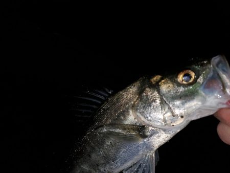 アジングのはずが…