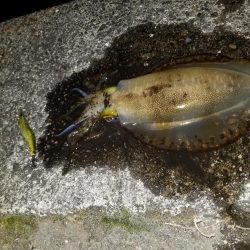 久しぶりにエギング