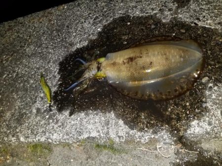 久しぶりにエギング