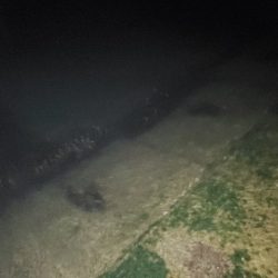 アジングのはずが