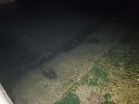 アジングのはずが