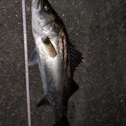 久々の50アップ