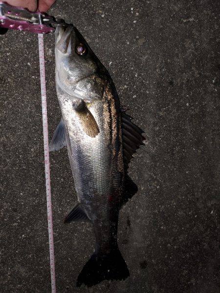 久々の50アップ