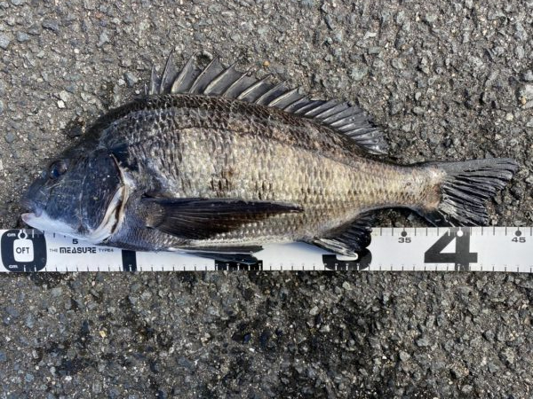 イチノ兄弟、釣果！