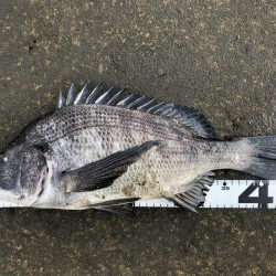 イチノ兄弟、釣果！