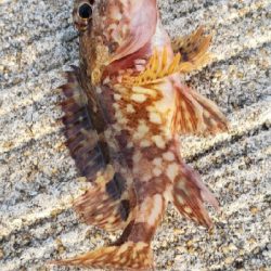 メバルさがし_2