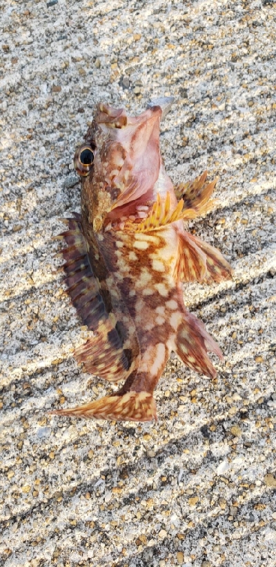 メバルさがし_2