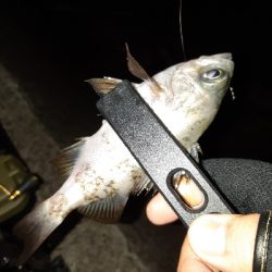 明けましておめでとうございます