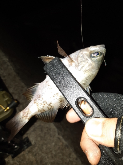 明けましておめでとうございます