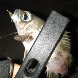 釣り仲間のオススメポイント