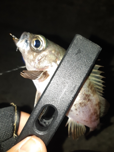 釣り仲間のオススメポイント