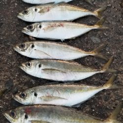 サバから逃げろ重量級ジグヘッド大活躍。尺1