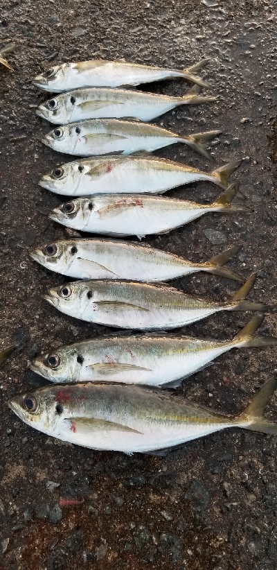 サバから逃げろ重量級ジグヘッド大活躍。尺1…