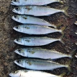 下津をランガン。尺超え有り